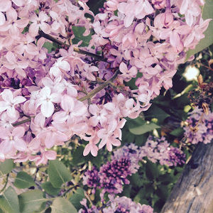 Meet your Posher, Kali